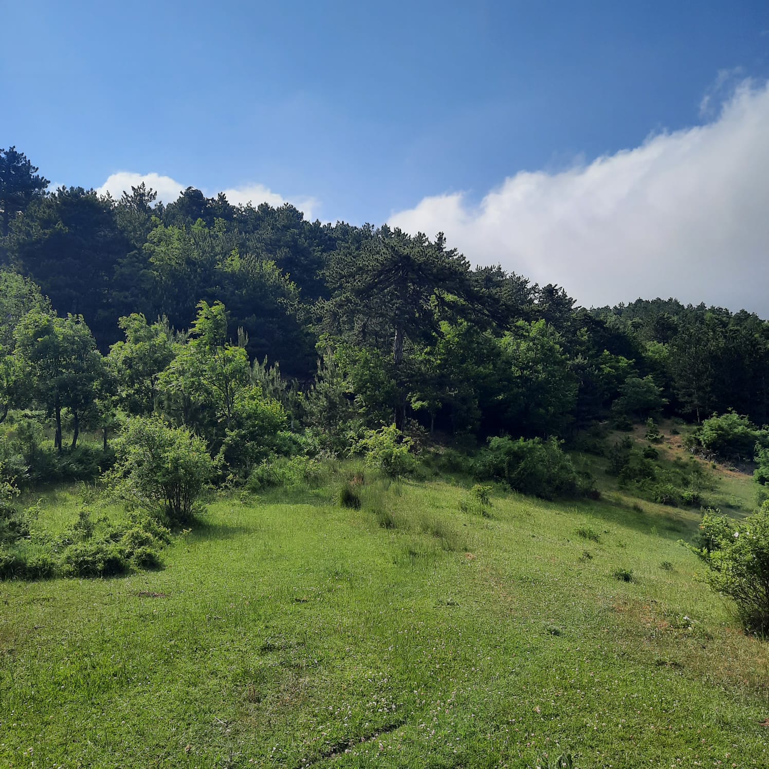 Satılık Sulak Arazi, Sakarya